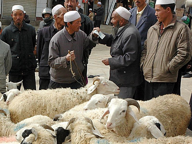 sheep in gansu province